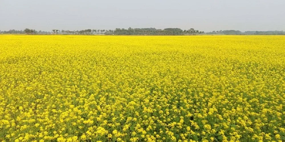 SOME IMPORTANT FACTS ABOUT MUSTARD FLOWER HONEY